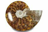 Polished Ammonite (Cleoniceras) Fossil - Madagascar #283357-1